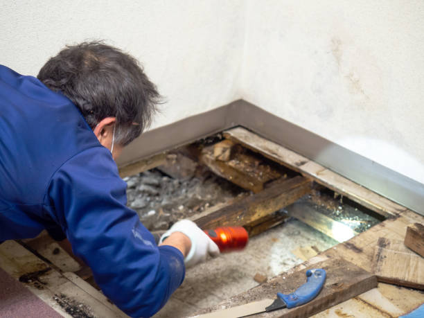 Best Professional Mold Removal  in Lumbine, CO