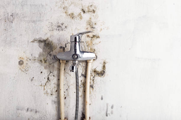Best Mold Remediation  in Lumbine, CO
