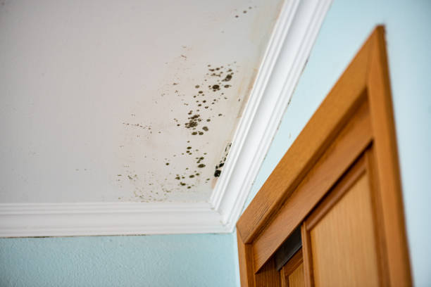 Best Office Mold Removal Services  in Lumbine, CO