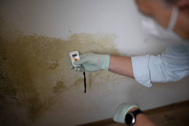 Best Professional Mold Removal  in Lumbine, CO