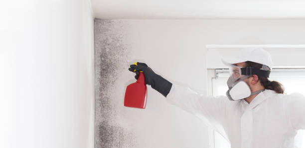 Best Mold Damage Repair  in Lumbine, CO