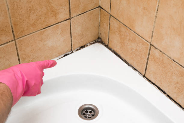 Best Crawl Space Mold Removal  in Lumbine, CO